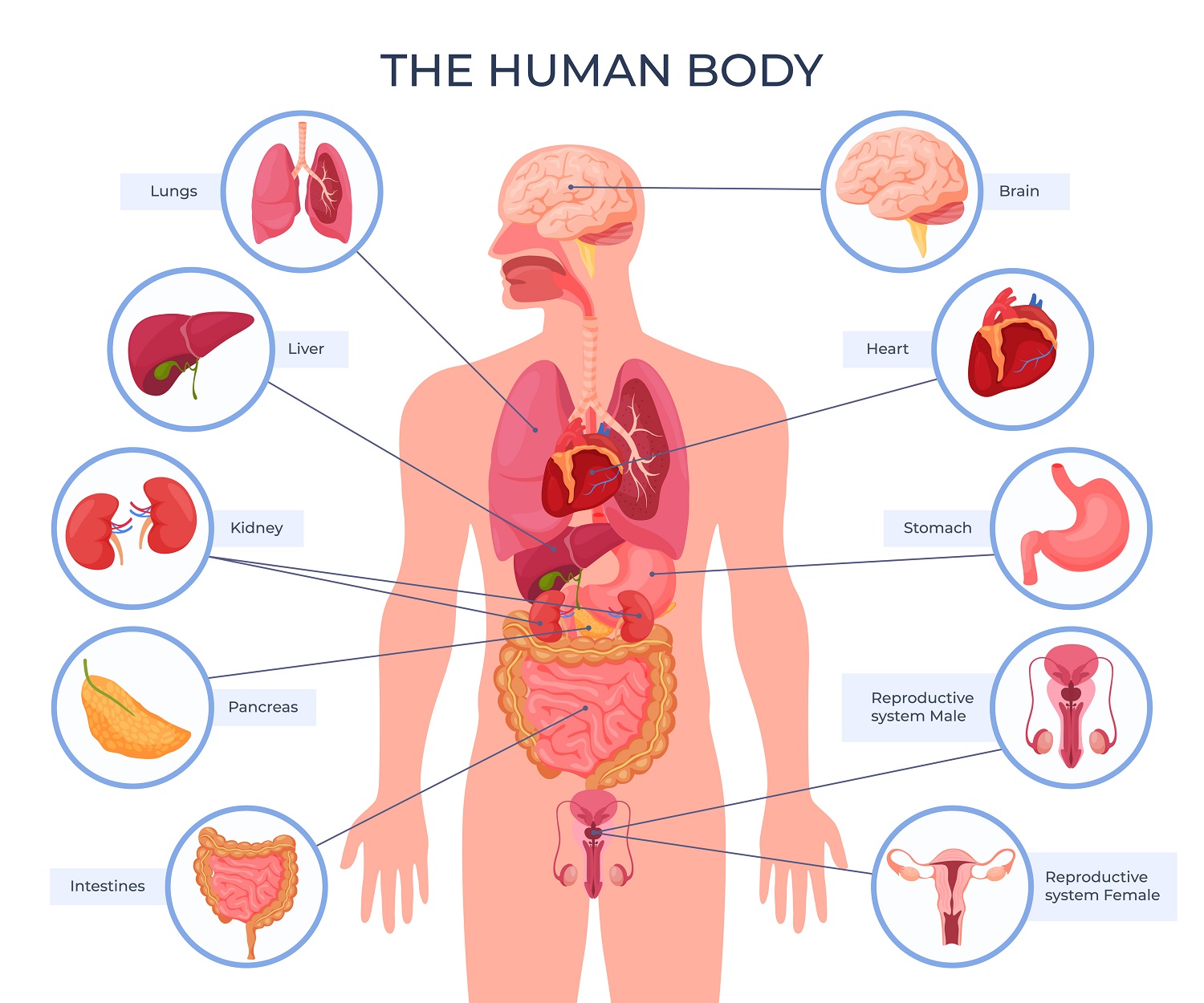 Anatomy of your body